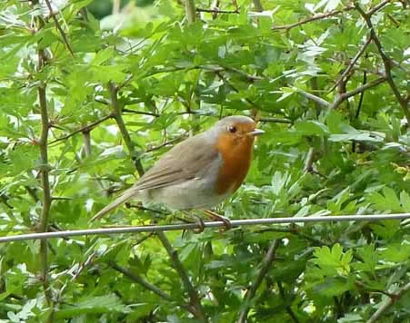 Robin